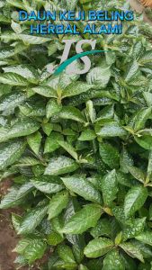 Daun Keji Beling Segar 500-GRAM Pecah Beling Kaca Tanaman Herbal Batu Ginjal Formulasi Suplemen Herbal - Lazada