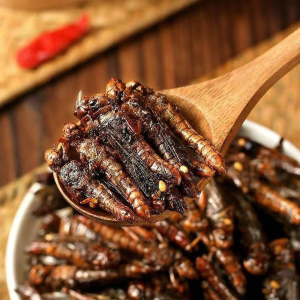 Crispy Fried Grasshoppers Ready-to-eat