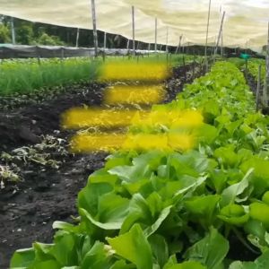 Benih Sawi Pahit MORAKOT Isi 20 gram Cap Panah Merah