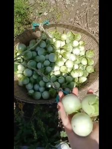 Thai Eggplant Seeds - (200seeds) Vegetable Seeds