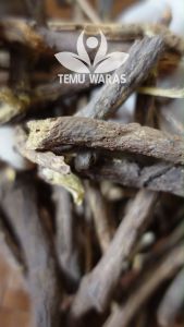 Akar Manis Kayu Legi Kering: Manfaat & Cara Menggunakan