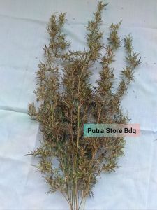 Bunga sereh merah / kembang sereh wangi / bunga serai per ikat