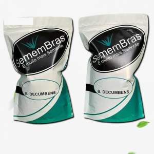 Benih Rumput Pakan Ternak SememBras Signal Brachiaria Decumbent Humidicola Bibit Rumput Penghijauan Hidup