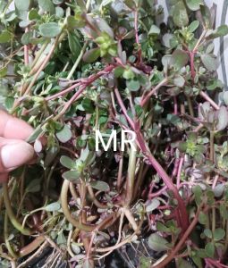 krokot merah daun gelang segar per 150 gram