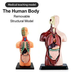 Human Torso Organ Half Body Skeleton Model Removable Parts For School Medicals EducationTeaching Anatomical Study And Science