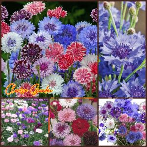 20 BUTIR BIJI BUNGA CORN FLOWER CENTAUREA CYANUS MIXED