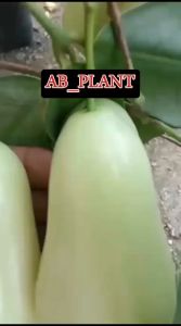 Bibit jambu air Taiwan super green (TSG) super okulasi