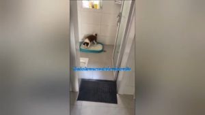 EGG Dog Toilet Training Potty Pad With Stand: A Comprehensive Guide