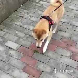 Pet Adjustable Mesh Vest Leash Lead Set PAW DESIGN Soft Breathable Polyester Mesh Harness For Pet Cats Dogs