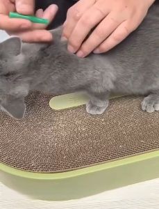 Tick & Flea Killer For Dogs: Pet Insecticide Drops