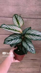 tanaman hias daun murah calathea white star