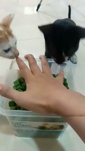 Greenlit Health Boost Freeze-Dried Cat Grass 630g - Digestive Care Hairball Remover for All Life Stages