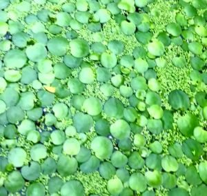 Bèo Nhật Thuỷ Sinh - Bèo Tai Chuột - Bèo Rể Đỏ lan nước lan nước gắn giá thể Dễ Trồng Không Co2