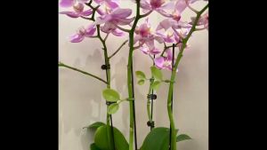 Dây thít nhựa hình lá cây dùng buộc hoa quả trang trí dây leo dây lạt nhựa dây rút