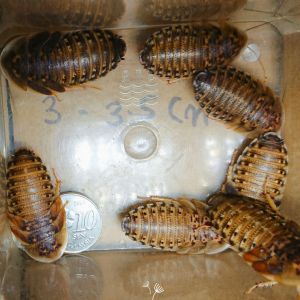 Dubia Roach 3 - 3.5cm 215pcs