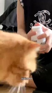 [Nguyên hũ] Viên Vitamin Ecopets Phô mai Tăng Cân Canxi Hữu Cơ Beta AminTiêu Hóa Bioline G1 dạng viên cho chó mèo