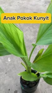 Anak Pokok Kunyit Curcuma Longa Plant Turmeric Plant Pokok Herba Herbs Plant Live Plant SHS Kebun