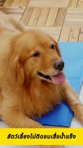 99PET เจลเย็นสำหรับน้องหมา แผ่นเจลรองนอน แผ่นเย็นสัตว์ แมว