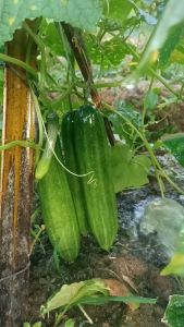 HERCULES PLUS F1 - Benih biji bibit sayur sayuran mentimun timun hibrida besar manis