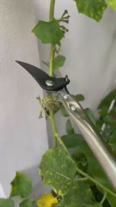 !!ไม่ต้องปีนต้นไม!! กรรไกรตัดกิ่ง ตัดกิ่งไม้เร็ว ประหยัดแรงงาน กรรไกรสวนมืออาชีพมากขึ้น กรรไกรตัดกิ่ง กรรไกรตัดกิ่งไม้ น้ำหนักเบา สะดวกขึ้น ที่จับกันลื่น กรรไกรตัดต้นไม้ กรรไกรแต่งกิ่ง คมมาก ตัดง่าย จับถ กรรไกรตัดกิ่งไม้ด้ามยาว กรรไกรตัดกิ่งไม้สูง ตัดกิ่ง