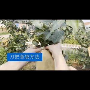 100 ใบ ถุงกระดาษคาร์บอน ถุงห่อผลไม้ ถุงห่อฝรั่ง ถุงห่อมะม่วง ขนาด 20x30 ซม.คาร์บอนขนาด 2ชั้น