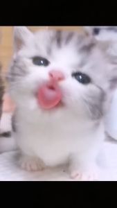 Himalaya Nefrotec DS & Liv 52 Forte: Multiple Herbal Ingredients for Kidney & Liver Health