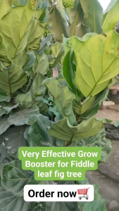 🌱 Fiddle Leaf Fig Liquid Fertilizer – Premium Plant Food for Healthy Indoor Plants & Fast Growth