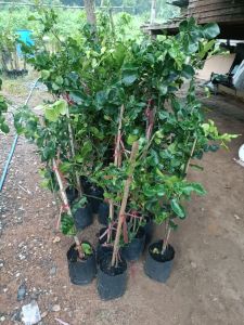 ต้นมะกรูด เสียบยอด