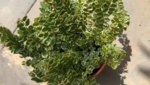 Ficus Pumila Variegated. Creeping Fig. 爬壁虎. 斑叶薜荔. Hanging Indoor Plant.