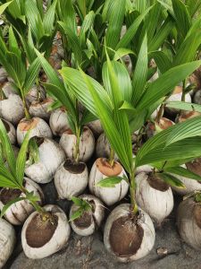 ต้นมะพร้าวแกงลูกผสมชุมพร2 เนื้อหนา กะลาบาง ต้นเตี้ย ให้ผลต่อเนื่องนานกว่า 30 ปี จัดชุด 5 ต้น/กล่อง กดสั่งทีละ1กล่องเท่านั้น