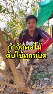 【ซื้อ 3 แถม 1】รากเน่ารากไม่ขึ้นอีก 500g ยาฆ่าต้นไม้ใหญ สร้างมาเพื่อฤดูฝน ยาฆ่าตอต้นไม้ แค่โรยเพียงเล็กน้อย กำจัดวัชพืชเปิดที่รกราง ต้นไม้ใหญ่ไม้ไผ่ ยากำจัดต้น สารกำจัดกอไผ่ กำจัดต้นไม้