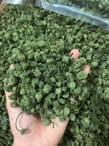 NỤ TAM THẤT BAO TỬ VIP XANH ĐẸP 500GR NỤ TAM THẤT HÀ GIANG NGUYÊN CHẤT KHÔ SẠCH GIÚP NGỦ NGON NGỪA MỠ MÁU TIỂU ĐƯỜNG HUYẾT ÁP