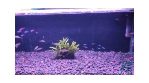 PROMO !!! YAMANO Vibrant V-600 V600 Lampu LED Aquarium Ikan Aquascape UVA+UVB