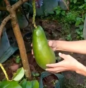 BIBIT ALPUKAT KELUD SUPER JUMBO - bibit alpukat kelud 60cm / bibit alpukat kelud jumbo / bibit alpukat subang hasil okulasi cepat berbuah / bibit Alpukat Kelud Super Unggul / bibit tanaman buah alpukat kelud subang
