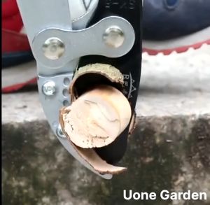 SK5 กรรไกรแต่งกิ่งกรรไกรตัดกิ่งด้ามยาว ด้ามปรับยาวได้ ใบมีดคม น้ำหนักเบา ตัดกิ่งได้ เหล็ก ปรับควายาวได้ 70-95.5 CM