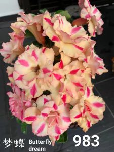 Adenium Obesum Bonsai ID 983 Butterfly Dream 梦蝶 富贵花
