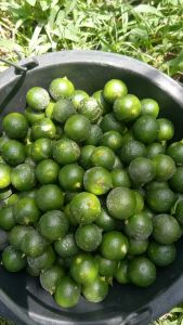 Jeruk kasturi /sonkit/lemon cui segar berat 1 kg. Pengiriman dari Medan