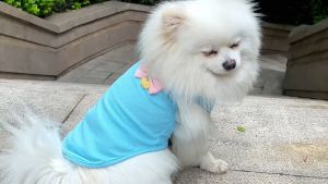 Áo waffle thun thoáng khí cho chó to lớn và vừa đính hình nổi dễ thương - Đen Ta Pet shop