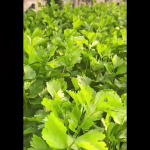 AAA 🇹🇭 ผักซอง สามเอ A3/30 เมล็ดไทม์ สวิทไทม์ ผักซอง ผลสวย ผักซอง เมล็ดพันธุ์ ราคาล่าสุด