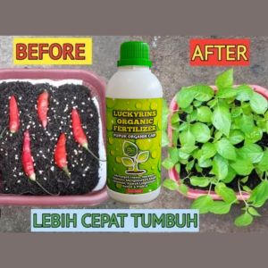PUPUK ORGANIK CAIR PENUMBUH CEPAT CABAI