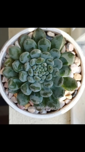 Sen đá echeveria