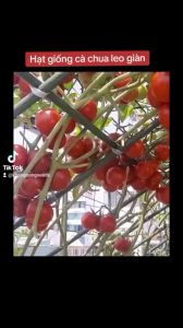 Hạt giống cà chua leo giàn ( cà chua bạch tuột ) Hàng Nga - 10 Hạt