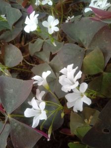 ผีเสื้อราตรี ใบดำดอกขาว ขายเป็นหน่อ