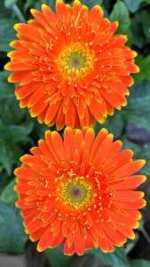 🌻ต้นเยอบีร่าสวยๆ🌻ส่งพร้อมดอกตูม🚒 ขนาดถุง4×8