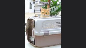 Lồng vận chuyển Chó Mèo đường hàng không tàu xe 2 cánh cửa lưới thoáng mát - Love Pets Shop