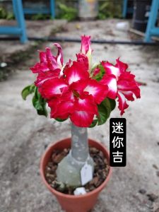 Mini Adenium Obesum Bonsai ID Mini Ji 迷你吉 迷你富贵花