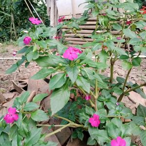 tanaman hias pacar cina