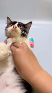 80Pcs Pet Wipes Dog cat cleaning grooming wet tissues Pet Multifunctional Grooming Wet Tissues pet cleaning
