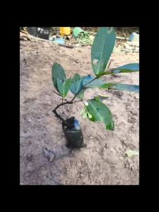 Pokok Jambu Madu Thai King Pokok Jambu Manis (tut) berbuah cepat黑金刚水翁🔥 ready stock 🔥