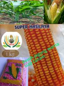 Benih bibit jagung hibrida sumo warna siap tanam